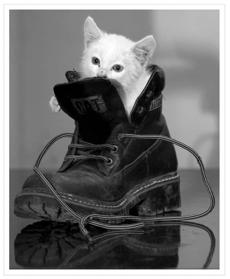 gato blanco dentro de una bota