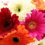 ramos de gerberas